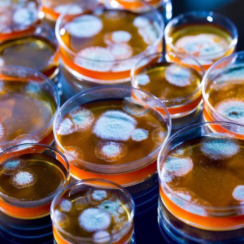 مجموعة AmScope Microbiology Science Fair Kit لزراعة البكتيريا والكائنات الحية الدقيقة الأخرى in Saudi Arabia