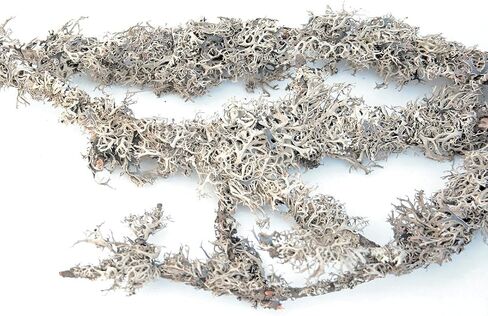 SuperMoss (23533) Lichen Parmelia (Branched), Yellow, 4oz in Saudi Arabia