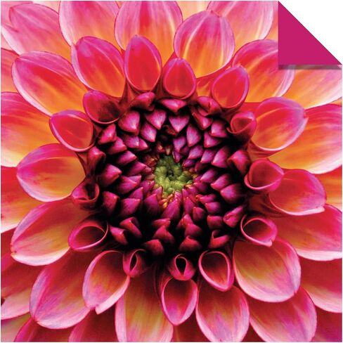 Origami Paper 200 sheets Nature Photos 8 1/4" (21 cm): Double-Sided Origami Sheets Printed with 12 Photographs (Instructions for 6 Projects Included) in Saudi Arabia