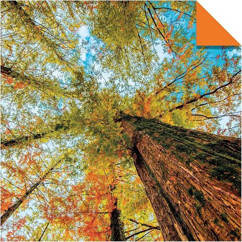 Origami Paper 200 sheets Nature Photos 8 1/4" (21 cm): Double-Sided Origami Sheets Printed with 12 Photographs (Instructions for 6 Projects Included) in Saudi Arabia