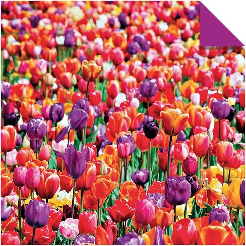 Origami Paper 200 sheets Nature Photos 8 1/4" (21 cm): Double-Sided Origami Sheets Printed with 12 Photographs (Instructions for 6 Projects Included) in Saudi Arabia