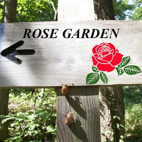 20Pcs Rose Flower Stencils Flower Leaf Painting Stencils Reusable Rose Stencil Floral Plastic Art Drawing Templates DIY Crafts Plant Stencil for Painting on Wood Wall Door Canvas Home Decor in Kuwait