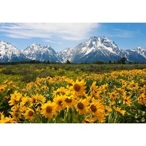 The Game Club - Yellowstone - 1000 Piece Jigsaw Puzzle - Bright Flowers in Yellowstone National Park - Fun Challenge for Adults, Teens and Kids