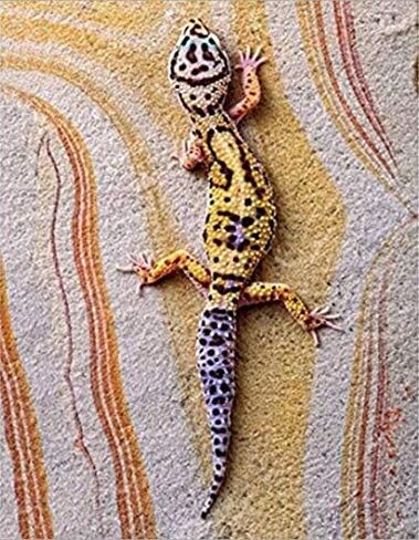 Lizard Diamond Painting by Numbers - MaiYiYi 5D Full Round Diamond Painting Reptile Stitch Diamond Painting Diamond Painting for Beginners for Adult Kids Home Wall Art Decor (30X40 CM) in Saudi Arabia