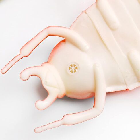 مجموعة مجسمات حشرات كبيرة من ايدينيدز مكونة من 6 قطع بتصميم خنفساء واقعية، نموذج حشرات خنفساء مقلد لحفلات اعياد الميلاد والهالوين، مقاس L in Kuwait