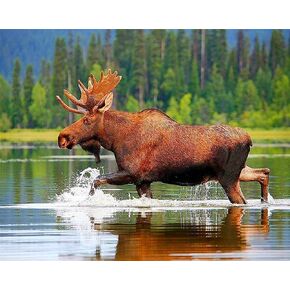 Diamond Painting Kits for Adults, Kids Moose Animals in The Water DIY 5D Diamond Painting Arts Craft for Home Wall Decor Birthday Gifts 12x16inch in Kuwait