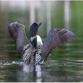 Loon 5D DIY Diamond Painting Kits, Real Image of a Common Loon Spreading Her Wings in The Morning Blurry Backgroundfor Home Wall Decor Full Drill Cross Stitch Gift 12"x16"Multicolor in Kuwait