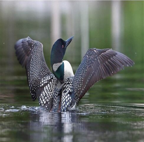 Loon 5D DIY Diamond Painting Kits, Real Image of a Common Loon Spreading Her Wings in The Morning Blurry Backgroundfor Home Wall Decor Full Drill Cross Stitch Gift 12"x16"Multicolor in Kuwait