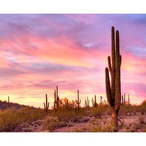 لوحة فنية ساجواروس الماسية الماسية الماسية لأشعة الشمس الصحراوية الصبار بمنظر طبيعي DIY 5D مجموعة طلاء ألماس كاملة (مجموعة بالرقم)، مجموعات الرسم الماسية للبالغين (30.48 × 40.64 سم) in Kuwait