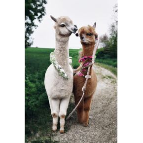 Rovepic 5D Diamond Painting Kits Alpaca Wreath Round Full Drill Valentines Day, DIY Paint with Diamonds Art Animal Crystal Rhinestone Cross Stitch for Home Office Wall Crafts Decorations 12×16 Inch in Kuwait