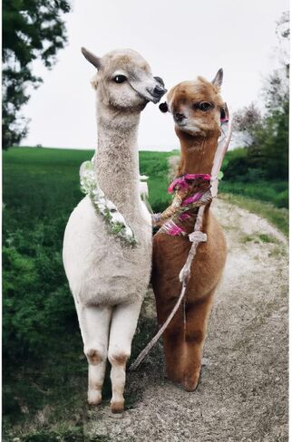 Rovepic 5D Diamond Painting Kits Alpaca Wreath Round Full Drill Valentines Day, DIY Paint with Diamonds Art Animal Crystal Rhinestone Cross Stitch for Home Office Wall Crafts Decorations 12×16 Inch in Kuwait