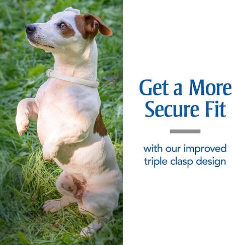 PetArmor Plus Flea & Tick Collar for Dogs, Kills Fleas & Ticks, Long Lasting Protection for 6 Months, Water Resistant, One Size Fits All, 1 Collar in Kuwait