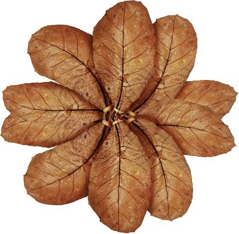 SunGrow Leaf Litter for Snakes, 10 Pcs Medium Indian Almond Catappa Leaves Substrate Maintain Humidity in Corn Snake and Ball Python Terrarium, 4-7 Inches, Reptile Tank Decor Accessories in Kuwait