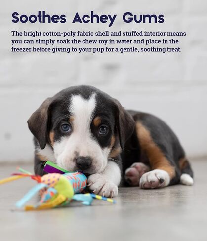 Petstages Multi-Squeak Bone Dog Chew Toy, Multicolor in Kuwait