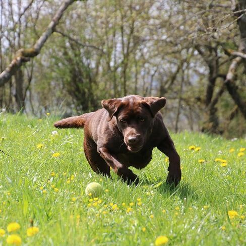 tokenkuko التلقائي الكلب الكرة قاذفة، التفاعلية الكلب كرة التنس رمي آلة اللعب، التفاعلية الكلب الكرة داخلي وخارجي قاذف مسافة 10-30ft للكلاب الصغيرة والمتوسطة الحجم مع 6 كرات التنس in Kuwait