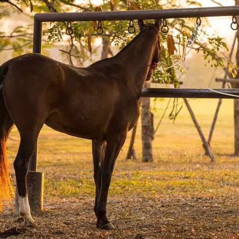 Martx Horse Tie Ring, Safe Horse Accessories Rigging Equipment for Horses,Horse tack and Supplies Horse Accessories,Horse tie Blocker Ring Prevents Horses from Pulling Back Durable Stainless Steel in Saudi Arabia