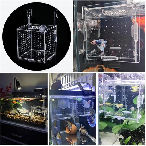 صندوق تربية الأسماك الأكريليك، صندوق عزل تربية حوض السمك، صندوق تربية الأسماك الشفاف لخزان الأسماك، حاضنة التفريخ لأسماك الروبيان جوبي كلوونفيش الصغيرة (3.9 * 3.9 * 3.9 بوصة) in Kuwait