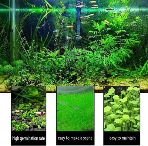 عبوة من قطعتين من اوراق الاعشاب الصغيرة لحوض السمك in Kuwait