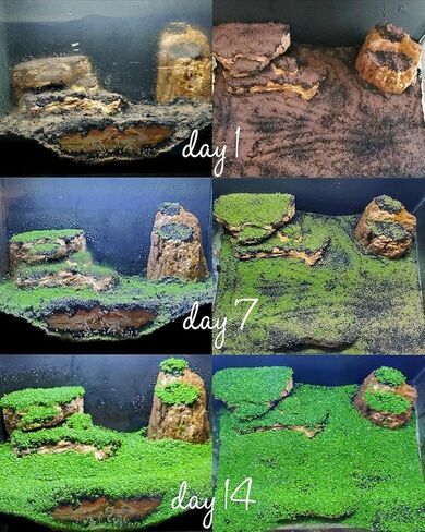 عبوة من قطعتين من اوراق الاعشاب الصغيرة لحوض السمك in Kuwait