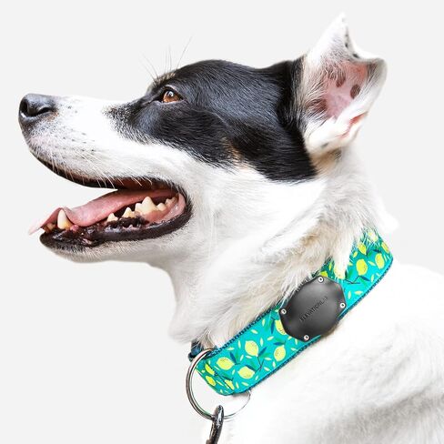 Elevation Lab AirTag Dog Collar Holder - Waterproof | Secure, Durable, Fits Any Collar Width, Doesn't Dangle, Comfortable in Kuwait
