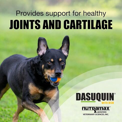 Nutramax Dasuquin MSM Joint Supplement for Large Dogs, Soft Chews, 150ct in Saudi Arabia