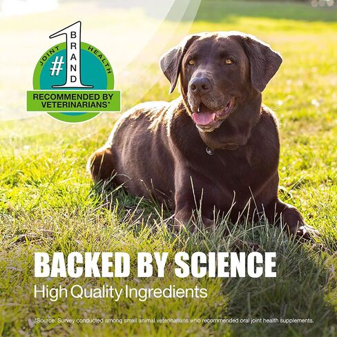Nutramax Dasuquin MSM Joint Supplement for Large Dogs, Soft Chews, 150ct in Saudi Arabia