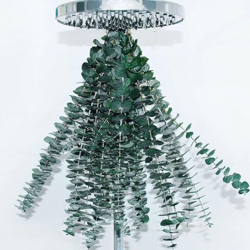 8 قطع من حزم الاوكالبتوس المجففة للاستحمام - 17 انش سيقان الاوكالبتوس الحقيقية، فروع الاوكالبتوس الطازجة المعلقة، ترتيب الزهور الاصطناعية، ديكور مزهرية الزفاف والمنزل والمنتجعات الصحية in Kuwait