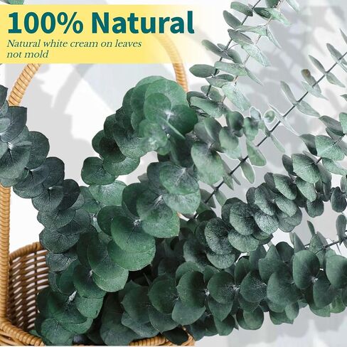 8 قطع من حزم الاوكالبتوس المجففة للاستحمام - 17 انش سيقان الاوكالبتوس الحقيقية، فروع الاوكالبتوس الطازجة المعلقة، ترتيب الزهور الاصطناعية، ديكور مزهرية الزفاف والمنزل والمنتجعات الصحية in Kuwait