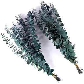 20 قطعة من أوراق الأوكالبتوس المحفوظة للاستحمام من VaryFloral، سيقان الأوكالبتوس المجففة الحقيقية لديكور المنزل، نباتات مجففة لترتيب الأزهار، قطعة مركزية للطاولة، نباتات خضراء مجففة للتعليق، حزمتان in Kuwait