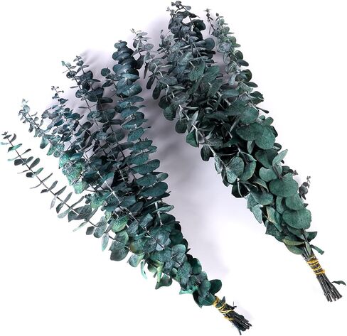 20 قطعة من أوراق الأوكالبتوس المحفوظة للاستحمام من VaryFloral، سيقان الأوكالبتوس المجففة الحقيقية لديكور المنزل، نباتات مجففة لترتيب الأزهار، قطعة مركزية للطاولة، نباتات خضراء مجففة للتعليق، حزمتان in Kuwait