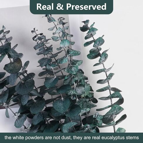 20 قطعة من أوراق الأوكالبتوس المحفوظة للاستحمام من VaryFloral، سيقان الأوكالبتوس المجففة الحقيقية لديكور المنزل، نباتات مجففة لترتيب الأزهار، قطعة مركزية للطاولة، نباتات خضراء مجففة للتعليق، حزمتان in Kuwait