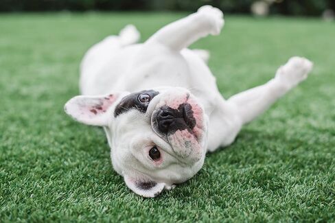 BioTurf BioS+ Artificial Turf Grass Concentrate Enzyme Cleaner and Pet Odor Eliminator Removes Odors and Sanitizes Organic, Safe, Environmentally Responsible (1 Gallon) in Kuwait