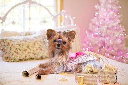 Petroom Sweetie Pup Dog Dress، قميص لطيف بعقدة على شكل فيونكة للكلاب الصغيرة (وردي، XXS) in Saudi Arabia