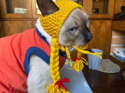 شعر مستعار للكلاب، شعر مستعار مجعد للكلاب، قابل للتعديل، زي للكلاب الأليفة، قبعة للقطط، مناسب للهالوين، الحفلات، التقاط الصور، شعر مستعار للكلاب الصغيرة والقطط (شعر أشقر مجعد) in Kuwait