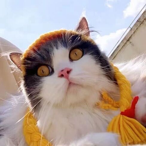 شعر مستعار للكلاب، شعر مستعار مجعد للكلاب، قابل للتعديل، زي للكلاب الأليفة، قبعة للقطط، مناسب للهالوين، الحفلات، التقاط الصور، شعر مستعار للكلاب الصغيرة والقطط (شعر أشقر مجعد) in Kuwait