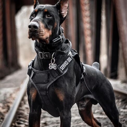 Pistha 12 Pieces Removable Tactical Dog Harness Service Dog Vest Patches Do Not Pet in Training and Emotional Support Dog Vest Patches(3.6 x 1.6Inch) in Kuwait