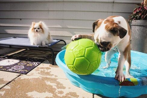 Jolly Pets Medium Soccer Ball Floating-Bouncing Dog Toy, 6 inch Diameter, Ocean Blue in Saudi Arabia