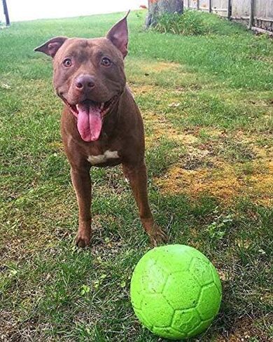 Jolly Pets Medium Soccer Ball Floating-Bouncing Dog Toy, 6 inch Diameter, Ocean Blue in Saudi Arabia