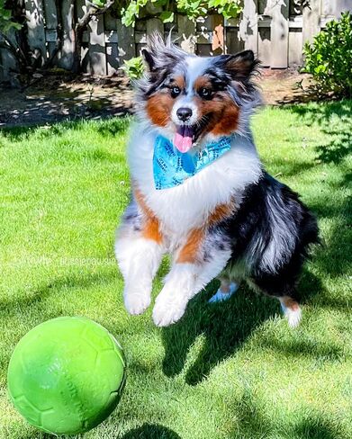 Jolly Pets Medium Soccer Ball Floating-Bouncing Dog Toy, 6 inch Diameter, Ocean Blue in Saudi Arabia