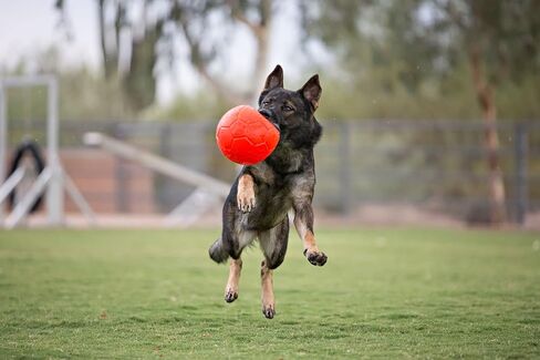 Jolly Pets Medium Soccer Ball Floating-Bouncing Dog Toy, 6 inch Diameter, Ocean Blue in Saudi Arabia