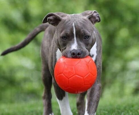Jolly Pets Medium Soccer Ball Floating-Bouncing Dog Toy, 6 inch Diameter, Ocean Blue in Saudi Arabia
