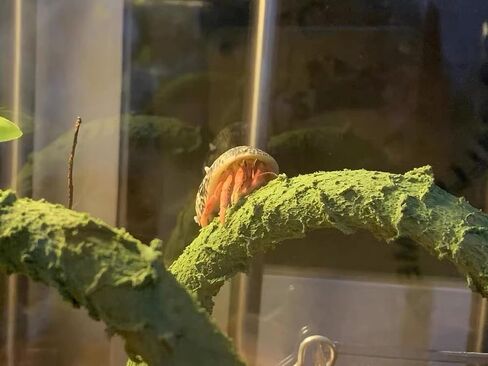Hermit Crab Climbing Toys, Jungle Vines for Reptiles, Small Animal Terrarium Decor, Bendable, Artificial, for Hermit Crab, Frog, Reptile in Kuwait