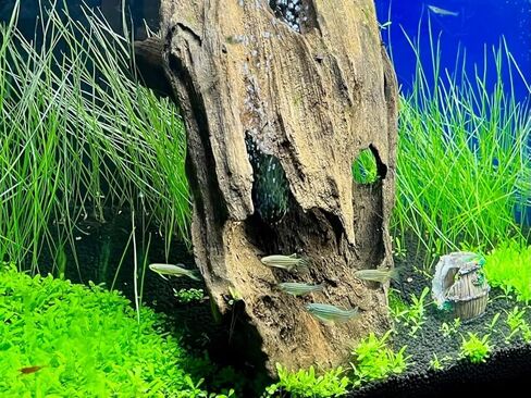 مجموعة نباتات حوض السمك الحية See ds Combo، عشب المياه العذبة أوراق صغيرة وعشب الشعر أوراق اللؤلؤ الصغيرة لخزان الأسماك تررم المائي القزم السجاد ديكور AAB in Kuwait