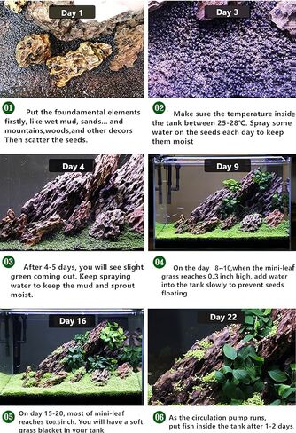 مجموعة نباتات حوض السمك الحية See ds Combo، عشب المياه العذبة أوراق صغيرة وعشب الشعر أوراق اللؤلؤ الصغيرة لخزان الأسماك تررم المائي القزم السجاد ديكور AAB in Kuwait