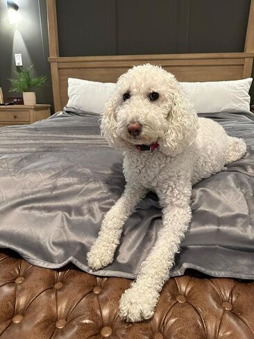 LPMOERA Waterproof Reversible Couch Sofa Cover Blanket for Dogs Washable Furniture Protector Slipcover for Kids Black 30 * 30 Inch(Pack of 2) in Kuwait