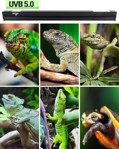 مجموعة مصابيح الزواحف WACOOL T5 HO UVB ومجموعة مصابيح الزواحف UVB، UVB 5.0 T5 HO للزواحف وغطاء إضاءة Terrarium، لمبة UVB عالية الإخراج ومجموعة تركيبات Terrarium (39W) in Kuwait