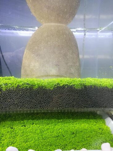 عشب ماء بذور نباتات حوض السمك الحي، 1 أونصة من أوراق المياه العذبة المائية الصغيرة أوراق اللؤلؤ الصغيرة لخزان الأسماك تررم المائي القزم السجاد ديكور AAA in Kuwait