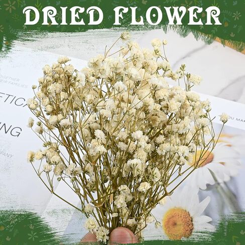 50 Pcs Colorful Babys Breath Dried Flowers Mini Natural Gypsophila Flowers Bouquets Bulk Babys Breath Flowers with Stems for Flower Garland Invitations Mothers Gift Hair Accessories DIY Art in Kuwait
