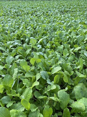 Brassica Food Plot Seeds for Deer - Annual Mix - Daikon Radish, Purple Top Turnips, Forage Brassica - Fall Planting - 3 lbs (1/2 Acre) in Kuwait
