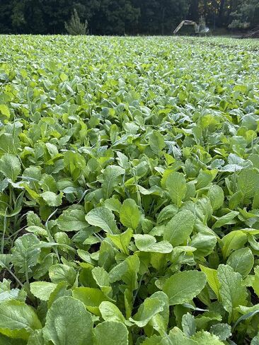 Brassica Food Plot Seeds for Deer - Annual Mix - Daikon Radish, Purple Top Turnips, Forage Brassica - Fall Planting - 3 lbs (1/2 Acre) in Kuwait